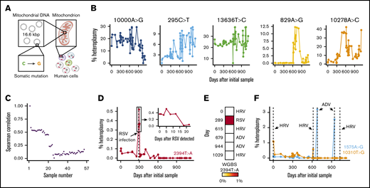 Evidence of clonal mosaicism from mtDNA mutations over 3 years in vivo. (A) Schematic diagram of somatic mtDNA mutations in human cells. Each cell contains multiple mitochondria, which, in turn, contain multiple copies of mtDNA. (B) Examples of variable mutations in vivo across 3 years of observation that reflect clonal mosaicism in 1 donor. (C) Spearman correlation of 57 time points (ordered by relative time of sampling) across time points sampled. Correlation value is measured with the baseline sample. (D) Heteroplasmy of 2394T>A allele, which is associated with human RSV detection in this donor; inset shows heteroplasmy levels for 2394T>A for ∼23 days after the initial detection of RSV. (E) Corroboration of 2394T>A allele at the time of RSV infection using whole-genome bisulfite sequencing data at the 6 time points (on specific days) that correspond to infection. (F) Heteroplasmic mutations specific to the day of detection for adenovirus (ADV; 1575A>G) and human rhinovirus (HRV; 10310T>G) infections.