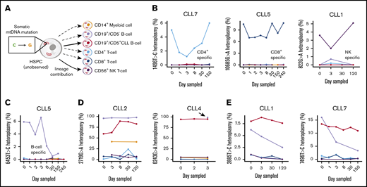 Inference of putative multilineage contributions from HSPCs. (A) Schematic diagram of HSPCs (unobserved) and 6 populations of cells that were sorted using fluorescence activated cell sorting. (B) Examples of cell type–specific mutations in vivo across up to 240 days of evaluation. Donor is indicated at the top of the panel (eg, CLL7). (C) Heteroplasmy of 6453T>C allele in donor CLL5; this is a CD19+CD5− B-cell–specific mutation that decreases in frequency over 150 days of observation. (D) Mutations in 2 donors that are present in both CD19+CD5+ (CLL) cells and CD19+CD5− B cells. Arrow highlights 1 observed CD19+CD5− sample. (E) Examples of shared CLL and B-cell mutations that decay at different rates for 2 donors.
