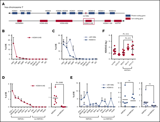 HOXA10-AS is highly expressed in HSPCs and KMT2A-rearranged leukemic cells. (A) Schematic of the genomic locus around HOXA10-AS, which is antisense to HOXA10 and miR-196b. (B-C) Mean expression of HOXA10-AS (B) and HOXA10 and miR-196b (C) in defined blood cell populations from healthy individuals as a percentage of the housekeeping (HK) gene β-2 microglobulin or RNU48 and U6 as measured by qRT-PCR (n ≥ 2; presented as mean ± SEM). HSCs, common myeloid progenitor cells (CMP), granulocyte-monocyte progenitor cells (GMP), megakaryocyte-erythroid progenitor cells (MEP), megakaryocytes (Mk), erythroid precursors (Ery), granulocytes (GC), monocytes (Mono), CD4 and CD8 T cells, and natural killer cells (NKC). (D-E) Mean expression of HOXA10-AS (D) and HOXA10 and miR-196b (E) in AML cell lines as a percentage of the housekeeping genes β-2 microglobulin or RNU48 and U6 as measured by qRT-PCR (n ≥ 2; presented as mean ± SEM). On the right, HOXA10-AS, HOXA10, and miR-196b expression in KMT2A-rearranged and non–KMT2A-rearranged cell lines (unpaired Student t test). (F) Normalized expression of HOXA10-AS in cytogenetically defined pediatric patient cohorts (1-way variance analysis). ns, not significant.