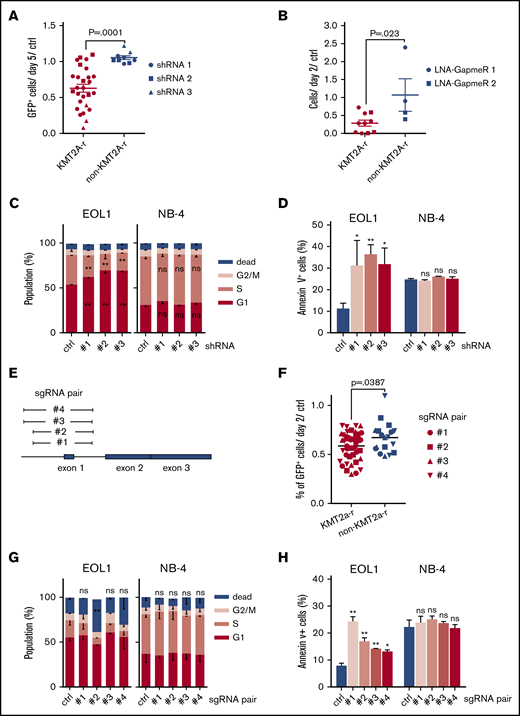 HOXA10-AS is required for the maintenance of KMT2A-rearranged AML cells. (A) Percentage of cells transduced with shRNAs against HOXA10-AS after 21 days in culture compared with day 5 and a nontargeting shRNA (ctrl; n = 3; unpaired Student t test; presented as mean ± SEM). (B) Cell counts on day 21 following treatment with LNA-GapmeRs against HOXA10-AS compared with day 2 and the nontargeting control (ctrl; n = 2; unpaired Student t test; presented as mean ± SEM). (A-B) EOL-1, MOLM-13, and MV4-11 were used as KMT2A-r cell lines, while NB-4 was used as the non-KMT2A-r cell line. (C-D) 5-Bromo-2′-deoxyuridine cell cycle (C) and Annexin V apoptosis (D) assays in EOL-1 and NB-4 cells after shRNA-mediated HOXA10-AS knockdown using 3 different shRNAs. The percentage of cells is shown as mean ± SD (n = 2; *P < .05; **P < .01). (E) Schematic of the genomic locus and of the regions that are excised by the sgRNA pairs. (F) Percentage of cells transduced with HOXA10-AS excision sgRNAs (GFP+) after 21 days in culture compared with day 2 and nontargeting sgRNAs (n ≥ 3; unpaired Student t test; presented as grand mean). EOL-1, MOLM-13 and MV4-11 were used as KMT2A-r cell lines, while NB-4 was used as the non-KMT2A-r cell line. (G-H) 5-Bromo-2′-deoxyuridine cell cycle (G) and Annexin V apoptosis (H) assays in EOL-1 and NB-4 cells after sgRNA-mediated excision using 4 different sgRNA pairs. The percentage of cells is shown as mean ± SD (n = 2; *P < .05; **P < .01).