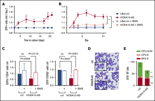Overexpression of HOXA10-AS promotes leukemic growth and perturbs differentiation. (A) Percentage of LBid-HOXA10-AS–transduced GFP+ patient-derived blasts normalized to day 2 and to LBid-ctrl-transduced cells (n = 3; 2-way variance analysis; presented as mean ± SD; **P < .01). (B) Percentage of LBid-HOXA10-AS-transduced GFP+ ML-2 cells normalized to day 2 and to LBid-control–transduced cells in the presence of 1 µM BMS-345541 or dimethyl sulfoxide (n = 3; 2-way variance analysis; presented as mean ± SD; **P < .01). (C) FACS analysis of CD11b+/CD14+ and CD14+/CD163+ cells on day 11 of in vitro monocytic differentiation in the presence or absence of 1 µM BMS-345541 (n = 3-9; 2-way variance analysis; presented as mean ± SD). (D) May-Grünwald-Giemsa staining on day 10 of monocytic differentiation (original magnification ×400). (E) Number of CFUs in methylcellulose-based colony-forming assays (n = 4; 2-way variance analysis; presented as mean ± SD; **P < .01).