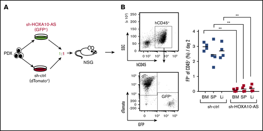 HOXA10-AS downregulation impairs leukemic growth in vivo. (A) Experimental design for HOXA10-AS knockdown in vivo in a patient-derived xenograft (PDX) model of AML. (B) PDX engraftment levels (dTomato+ or GFP+) in the bone marrow (BM), spleen (Sp), and liver (Li) in recipient mice after leukemia onset, displayed as percentage of transduced human CD45+ cells (right; unpaired Student t test). Representative FACS plots (left) of the bone marrow show the gating strategy to assess the percentage of fluorescent cells. NSG, NOD.Cg-PrkdcscidIl2rgtm1Wjl /SzJ; SSC, side scatter.