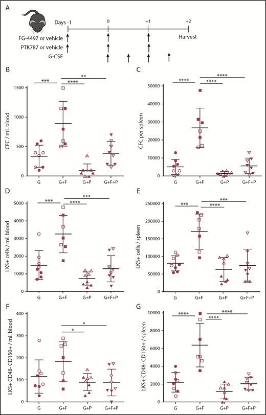 Figure 1. VEGFR tyrosine kinase inhibitor PTK787 inhibits synergistic effect of FG-4497 on G-CSF–induced HSPC mobilization. (A) Mice were administered G-CSF for 2 days, FG-4497 or vehicle for 3 days, and PTK787 or vehicle for 3 days. At harvest, the numbers of CFCs (B-C), LKS+ HSPCs (D-E), and LKS+CD48−CD150+ HSCs (F-G) were measured in peripheral blood (B,D,F) and spleen (C,E,G). Data are from 2 pooled experiments performed several months apart. Each point represents an individual mouse. Bars are means ± standard deviation. *P < .05, **P < 10−2, ***P < 10−3, ****P < 10−4. G, G-CSF with vehicles; G+F, G-CSF plus FG-4497; G+F+P, G-CSF plus FG-4497 plus PTK787; G+P, G-CSF plus PTK787.