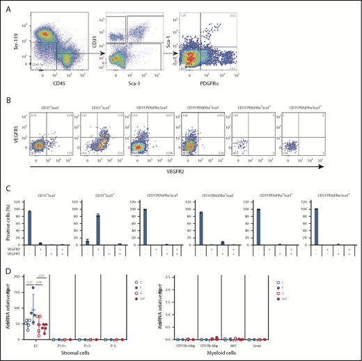 Figure 3. VEGFR1 and VEGFR2 are expressed by Sca1+ endothelial cells in the BM. BM cells were extracted from the endosteal region, enriched in stromal cells by magnetic depletion of CD45+ leukocytes and Ter119+ erythroid cells, and stained for hematopoietic, endothelial, and mesenchymal markers together with anti-VEGFR1 and anti-VEGFR2 fluorescent antibodies. (A) Gating strategy to identify endothelial and mesenchymal cells. Following the exclusion of residual CD45+ and Ter119+ leukocytes and erythroid cells, nonhematopoietic CD45−Ter119− cells were gated as CD31+Sca1− endothelial cells and CD31+Sca1+ endothelial cells. Remaining CD45−Ter119−CD31− mesenchymal cells were gated as PDGFRα−Sca1−, PDGFRα+Sca1−, PDGFRα+Sca1+, and PDGFRα−Sca1+ cells. (B) Typical dot-plots showing VEGFR1 and VEGFR2 expression on previously defined endothelial and mesenchymal populations. (C) Percentage of endothelial and mesenchymal BM cells expressing VEGFR1 and/or VEGFR2. Bar graphs show mean ± standard deviation of 4 mice. (D) Kdr (VEGFR2) mRNA expression by qRT-PCR on CD11b+F4/80+VCAM1+CD169+ macrophages (CD11b+Mφ), CD11b−F4/80+VCAM1+CD169+ macrophages (CD11b-Mφ), CD11b+F4/80+VCAM1−CD169− monocytes (MO), CD11b+F4/80−Ly6G+ granulocytes (Gran), CD45−Ter119−CD31+ endothelial cells (EC), CD45−Ter119−CD31−PDGFRα+/−Sca1+ mesenchymal progenitor cells (P±S+), PDGFRα+Sca1− mesenchymal progenitor cells (P+S-), and CD45−Ter119−CD31−PDGFRα−Sca1− stromal cells (P-S-) sorted from the BM of mice treated with saline (C), FG-4497 alone (F), G-CSF (G), or G-CSF plus FG-4497 (G+F) for 3 days. Each dot represents a separate mouse and separate sort. Data are relative to Hprt mRNA. The P values were calculated using ANOVA.