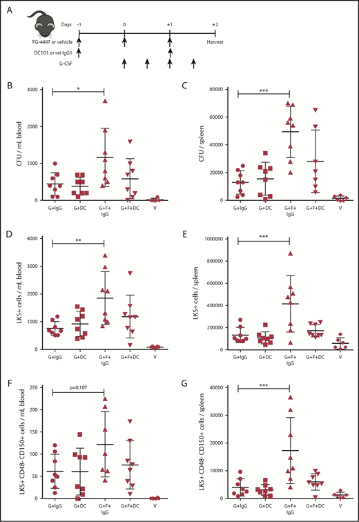 Figure 4. Neutralization of VEGFR2 blocks the effect of FG-4497 on G-CSF–induced HSPC mobilization. (A) Mice were administered G-CSF for 2 days, FG-4497 or vehicle for 3 days, and neutralizing rat anti-mouse VEGFR2 mAb DC101 or control rat IgG1 every other day. At harvest, the numbers of CFCs (B-C), LKS+ HSPCs (D-E), and LKS+CD48−CD150+ HSCs (F-G) were measured in peripheral blood (B,D,F) and spleen (C,E,G). Data are from 2 pooled experiments performed several months apart. Each point is an individual mouse. Bars are means ± standard deviation. *P < .05, **P < 10−2, ***P < 10−3. G+DC, G-CSF with vehicle DC101 mAb; G+F+DC, G-CSF plus FG-4497 plus DC101; G+F+IgG, G-CSF plus FG-4497 plus rat IgG1; G+IgG, G-CSF with vehicle with rat IgG1.