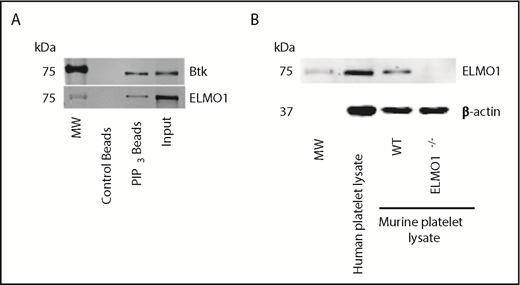 Figure 1. ELMO1 associates with PIP3 in platelets. (A) Resting human platelets (1 × 109 cells/mL) were lysed with NP-40 lysis buffer and incubated with PI(3,4,5)P3 PIP beads or control beads overnight at 4°C. Pull-downs were analyzed by western blot and probed with ELMO1 or Btk antibody. Blots are representative of at least 3 independent experiments. (B) The proteins from resting washed human, WT littermate control, and ELMO1−/− murine platelets were precipitated and analyzed by western blot. The blots were probed for ELMO1 and β-actin as a loading control. Blots are representative of at least 3 independent experiments. MW, molecular weight marker.