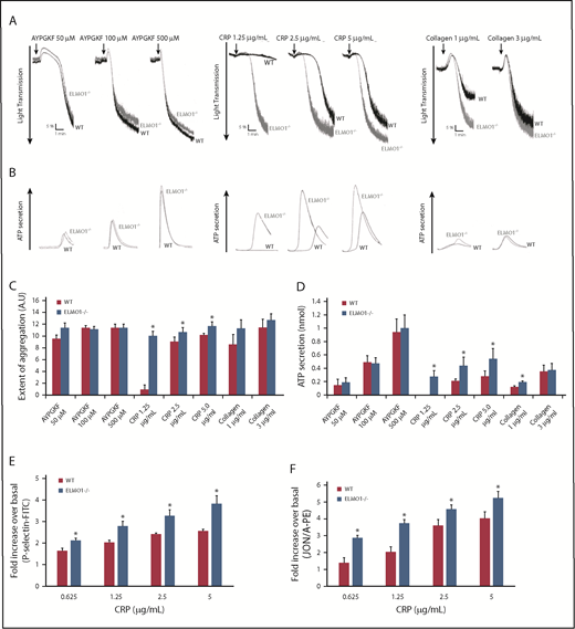 Figure 2. Enhanced aggregation and granular secretion following GPVI stimulation in ELMO1−/− platelets. Representative aggregation (A) and dense granule secretion tracings (B) of washed platelets from ELMO1−/− or WT littermate controls activated with the indicated agonists for 4 minutes. Platelet aggregation and dense granule secretion was detected by lumiaggregometry under stirring conditions at 37°C. Quantification of extent of aggregation (C) and dense granule secretion (D) of at least 3 independent experiments from panels A and B, respectively. Data are presented as mean ± SE and were analyzed by Student t test (*P < .05). Flow cytometry analysis of P-selectin exposure (E) and activated integrin αIIbβ3 (F) of washed murine platelets from ELMO1−/− or WT littermate controls activated with the indicated concentrations of CRP for 10 minutes at 37°C. Data are presented as fold increase over basal ± SE from at least 3 independent experiments and were analyzed by Student t test (*P < .05). A.U, arbitrary units.