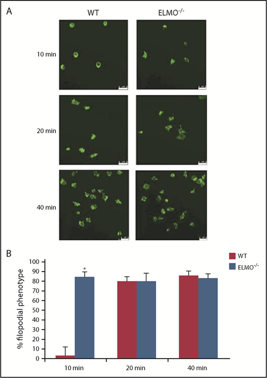 Figure 4. ELMO1 regulates integrin-mediated platelet spreading. (A) Representative images of murine platelets incubated on fibrinogen-coated plates for the times indicated and fixed and stained with FITC-phalloidin. The images were obtained using confocal microscope. Scale bars, 5 μM. (B) Quantification of platelets with a filopodial phenotype expressed as a percentage of adhered platelets. At least 3 fields containing at least 25 platelets were analyzed per replicate (at least 2 replicates per experiment). Data were analyzed via Student t test (*P < .05). WT and ELMO1−/−, n = 4.