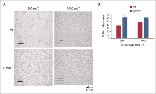 Figure 5. ELMO1 regulates thrombus formation in vitro. Representative light microscopic image of thrombus formation on a collagen-coated surface (A) and percent thrombus area (B). Whole blood from WT littermate controls and ELMO1−/− mice was perfused over a collagen (50 μg/mL)–coated surface at arterial shear rate 1000 s−1 or venous shear rate 200 s−1 for 4 minutes. The direction of flow was right to left. (B) Images were analyzed using ImageJ, and data are presented as percent thrombus area ± SE. Data were analyzed by Student t test (*P < .05). WT and ELMO1−/−, n = 3.