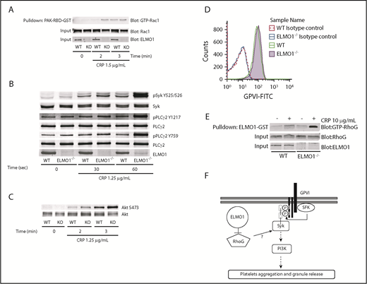 Figure 7. ELMO1 regulates RhoG activity in the GPVI pathway. (A) Rac1 activation in response to CRP in the absence of ELMO1. Washed platelets were stimulated with 1.5 μg/mL CRP for the indicated times and lysed with NP-40 lysis buffer, and active Rac was pulled down using GST-PAK-RBD. Active Rac1 was detected via western blot analysis using a specific antibody to Rac1. (B-C) Time course of ELMO1−/− and WT platelets activated with 1.25 μg/mL CRP at the indicated time points under stirring conditions at 37°C. Proteins were precipitated and analyzed by western blot using indicated antibodies. (D) Surface expression of GPVI in washed murine platelets from WT and ELMO1−/− mice assessed by flow cytometry. GPVI surface expression is a representative of at least 3 independent experiments. (E) RhoG activity in ELMO1−/− and WT murine platelets in response to CRP. Washed murine platelets were activated with 10 μg/mL CRP for 1 minute and lysed with NP-40 lysis buffer. Active RhoG was pulled down using GST-ELMO1 fusion protein, and RhoG activity was detected by western blot. (F) Model of GPVI signaling by ELMO1 in platelets. All western blot images are representative of at least 3 independent experiments.