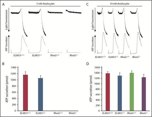 Figure 8. ELMO1 deficiency is dispensable for CLEC-2–mediated platelet reactivity. Washed platelets isolated from WT, ELMO1−/−, and RhoG−/− mice were diluted to 1.5 × 108 and stimulated with either 5 nM (A) or 10 nM (C) rhodocytin, and subsequent aggregations and secretions were recorded. (B,D) Quantification of ATP secretion expressed as mean ± standard error of the mean following platelet stimulation with either 5 nM or 10 nM rhodocytin.