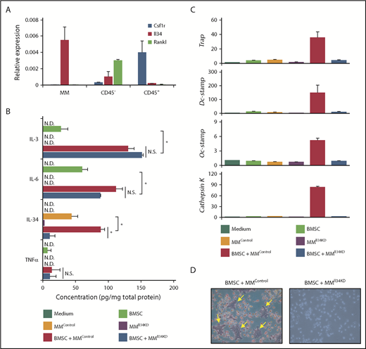Figure 3. IL-34 accelerates MM-induced osteoclast formation in vitro. (A) Relative expression of Csf1r, Il34, or Rankl mRNA in the CD45+ myeloid compartment, CD45− stromal compartment, or MOPC315.BM cells (normalized to Gapdh). (B) Protein levels of IL-3, IL-6, IL-34, and TNFα in the supernatants of the indicated cultures. (C) qRT-PCR analysis of Trap, Dc-stamp, Oc-stamp, or Cathepsin K in BM cells differentiated in the presence of the indicated cultures. (D) Representative photomicrographs (TRAP stain; original magnification ×5) of BM cells differentiated for 10 days in the presence of supernatants of BMSCs-MOPC315.BMControl or BMSCs-MOPC315.BMIl34KD cocultures. Yellow arrows indicate TRAP+ multinucleated cells. Data are mean ± SEM; *P < .05. N.D., not determined; N.S., not significant.