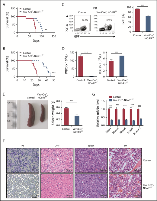 Figure 6. Loss of NCoR1 delays leukemogenesis in MLL-AF9–induced AML. (A) Kaplan-Meier survival curve of recipient mice transplanted with 104 GFP+ cells of the indicated genotypes in the primary transplantation assay (n = 8 per group). (B) Kaplan-Meier survival curve of recipient mice transplanted with 1 million GFP+ cells from primary recipients in the secondary transplantation assay (n = 12 per group). (C) FACS analysis of GFP+ cells in PB of secondary recipients (n = 5 per group) 20 days after transplantation. Representative FACS profiles (upper panel) and the percentage of GFP+ cells (lower panel) are shown. (D) WBC and RBC counts, using a Hemavet 950FS analyzer, in PB of secondary recipients (n = 5 per group) 20 days after transplantation. (E) Spleen weight of secondary recipients (n = 5 per group) 20 days after transplantation (right panel). A representative photograph is shown (left panel). (F) Wright-Giemsa staining of blood smear, and hematoxylin and eosin staining of liver, spleen, and BM from secondary recipients 20 days after transplantation. (G) Real-time qPCR analysis of Meis1, Hoxa5, Hoxa6, Hoxa9, and Hoxa10 in sorted BM leukemia cells (GFP+) of secondary recipients (n = 5 per group) 20 days after transplantation. mRNA levels were normalized to Gapdh expression. Data are mean ± standard error of the mean from 3 independent experiments. **P < .01, ***P < .001.