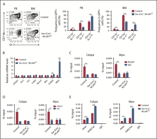 Figure 7. NCoR1/HDAC3 corepressor complex could block myeloid differentiation in MLL-AF9–induced AML. (A) FACS analysis of CD11b+Gr-1low, CD11b+Gr-1intermediate, and CD11b+Gr-1high populations in GFP+ leukemia cells from PB and BM of secondary recipients (n = 5 per group) 20 days after transplantation. Representative FACS profiles are shown (left panel). (B) Real-time qPCR analysis of myeloid differentiation factors in BM leukemia cells of secondary recipients (n = 5 per group) 20 days after transplantation. mRNA levels were normalized to Gapdh expression. ChIP analysis of the Cebpe (left panels) and Mpo (right panels) promoters using anti-NCoR1 (C), anti-HDAC3 (D), and the indicated antibodies (E) in BM leukemia cells of secondary recipients 20 days after transplantation. IgG served as a negative control. Data are mean ± standard error of the mean from 3 independent experiments. *P < .05, **P < .01, ***P < .001.