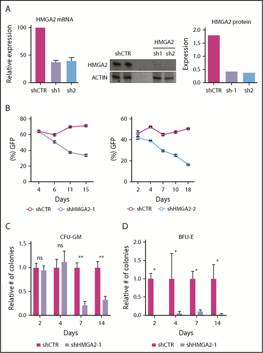 Figure 2. shRNA-mediated knockdown of HMGA2 impairs the in vitro propagation of HSPCs. (A) Knockdown efficiency of shRNAs targeting HMGA2 as measured in CD34+CD38−GFP+ cells 2 days after transduction by quantitative PCR, and in CD34+GFP+ cells 4 days after transduction by western blot. (B) Frequency of GFP in CB CD34+ cells during in vitro culture for 2 shRNAs targeting HMGA2. (C-D) Relative numbers of colony-forming units granulocyte-macrophage (CFU-GM) (C) and burst-forming units erythroid (BFU-E) (D) after 2, 4, 7, and 14 days of culture following shRNA transduction. Numbers are normalized to the control cells. *P < .05; **P < .01.