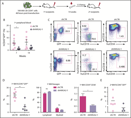 Figure 3. Knockdown of HMGA2 impairs the in vivo reconstitution potential of CB-derived CD34+ cells. (A) Overview of the in vivo transplantation assay for HMGA2-deficient cells. (B) Human CD45+GFP+ chimerism in mice transplanted with shHMGA2-1–transduced cells as analyzed in peripheral blood after 7 and 14 weeks. (C) Representative FACS plots showing BM engraftment of primary recipient NSG mice 14 weeks after transplantation. (D) Accumulated data for huCD45+GFP+ cell engraftment, myeloid (CD15/CD33+), and lymphoid (CD19+) lineage distribution, as well as levels of HSC engraftment (CD34+CD38− cells) measured in huCD45+GFP+ graft in BM of primary recipient NSG. (E) Human CD45+GFP+ engraftment in secondary recipients analyzed 20 weeks posttransplantation. *P < .05; **P < .01.