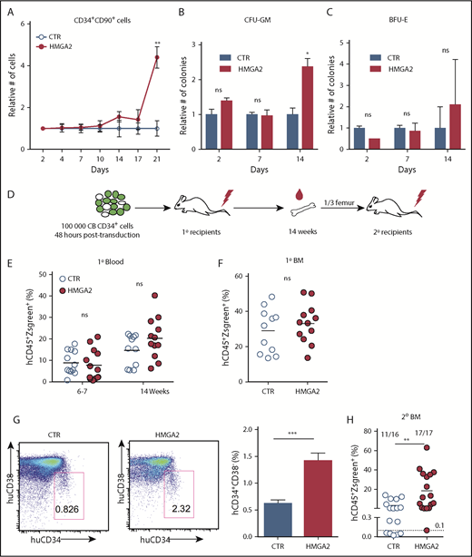 Figure 4. HMGA2 overexpression increases engraftment levels of CB CD34+ in serially transplanted immunodeficient mice. CB CD34+ cells were transduced with a lentiviral vector overexpressing HMGA2 and assayed in vitro and in vivo by transplantation into NSG mice. (A) Relative numbers of CD34+CD90+ cells over 21 days of culture following shRNA transduction. Numbers are normalized to the control cells. (B-C) Relative numbers of CFU-GM (B) and BFU-E (C) after 2, 7, and 14 days of culture following shRNA transduction. Numbers are normalized to the control cells. (D) Overview of in vivo transplantation assay for HMGA2-overexpressing cells. (E) Chimerism of huCD45+ZsGreen+ cells in primary recipient mice transplanted with HMGA2-overexpressing cells as analyzed in peripheral blood after 6 to 7 and 14 weeks and (F) in BM after 14 weeks. (G) Levels of HSC engraftment (CD34+CD38− cells) measured in BM of primary recipients 14 weeks after transplantation. Representative FACS plots gated on huCD45+ZsGreen+ cells and the accumulated data are shown. (H) Unfractionated BM equivalent of one-third of femur from primary mice were transplanted in secondary mice. Chimerism of huCD45+ZsGreen+ cells in BM of secondary NSG recipients. Numbers on the top show the positively engrafted mice (CD45+ZsGreen+ cells ≥0.1%). *P < .05; **P < .01; ***P < .001.