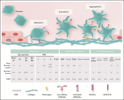 Figure 1. Important platelet expression and activation responses in the neonate.