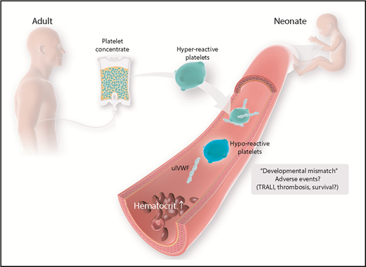 Figure 3. Age-mismatch transfusion of platelet concentrates and possible adverse events. Currently, platelet concentrates are collected from adult donors. Adult platelets feature a distinct phenotype that is different from the physiologic properties of neonatal platelets. Possible harmful effects have to be considered and investigated in more detail. TRALI, transfusion-related acute lung injury; ulVWF, unusually large VWF.