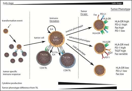 Figure 6. Model to explain the clinical progression of mycosis fungoides. The MF clone produces a range of cytokines, predominantly IL-4 and IL-17, and initiates an immune response from TILs, even in early-stage disease. TILs develop an exhausted phenotype due to chronic engagement with tumor but continue to produce IFN-γ and IL-17. Disease progression occurs when the tumor evolves to attain 1 of 3 phenotypes that allow it to proliferate, despite continuing immune recognition from TILs. This state is associated with markedly reduced production of IL-17 by tumor and TIL populations.
