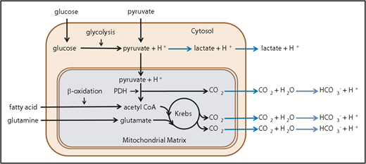 Figure 1. Summary of platelet catabolic pathways. Reactions leading to extracellular acidification caused by production of lactate and CO2 are shown with blue arrows. CoA, coenzyme A; Krebs, Krebs or tricarboxylic acid cycle; PDH, pyruvate dehydrogenase complex.