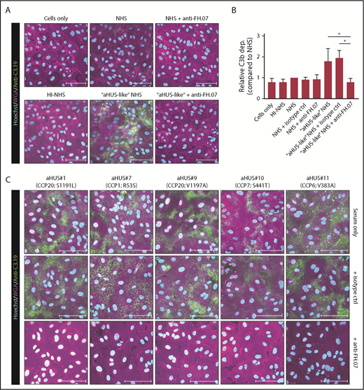 Figure 5. Anti-FH.07 increases complement regulation on human cell surfaces. (A) Immunofluorescent imaging of C3b deposition on HUVECs incubated with 10% (vol/vol) NHS, HI-NHS, or aHUS-like NHS in the absence or presence of anti-FH.07. For each condition, a representative image of independent experiments (n = 3) is shown. (B) Relative C3b deposition on HUVECs (from panel A), calculated by quantifying the mean fluorescence intensity (MFI) using a maximum intensity projection of the whole coverslip (10 × 10 × 15 images per coverslip). Anti-C3.19 MFI of NHS was set to 1. Bars represent mean with standard deviation (n = 3). (C) Immunofluorescent imaging of C3b deposition on HUVECs following incubation with 10% (vol/vol) serum of 5 aHUS patients in the absence of presence of an isotype control mAb or anti-FH.07. In panels A,C, HUVECs were stained with Hoechst (turquoise, nuclei), WGA (magenta, plasma membrane), and anti-C3.19 (green, C3b deposition). Scale bars in panels A,C represent 100 µm. *P < .05, 1-way ANOVA.