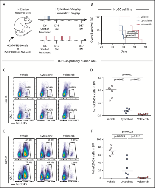 Figure 5. The PLK1 inhibitor volasertib delays development of poor outcome human AML in a xenotransplantation mouse model. (A) Summary of the treatment protocols and time point analysis for NSG mice transplanted with 0.2 million HL-60 leukemic cells or 2 million 09H046 AML cells. Six days after transplantation, mice were treated with either volasertib (IV, 2 times a week for 4 weeks at 10 mg/kg) or cytarabine (intraperitoneally for 5 consecutive days at 50 mg/kg). Vehicle-treated mice received both phosphate-buffered saline (intraperitoneally) and 0.9% NaCl (IV). BM aspirations were performed at days 16 and 37 in 09H046-transplanted mice only. (B) Kaplan-Meier curves as determined for vehicle-, cytarabine-, and volasertib-treated mice transplanted with HL-60 cells. Log-rank test was used to evaluate the statistical significance. Representative flow cytometry profiles of BM cells at day 16 (C) and day 37 (E) in vehicle-, cytarabine-, and volasertib-treated mice transplanted with 09H046 AML cells. (D,F) report the percentage of human CD45+ cells in BM at days 16 and 37 in all treated mice transplanted with 09H046 AML cells. Medians are represented by a black line in dot plots. SSC-A, side scatter area.