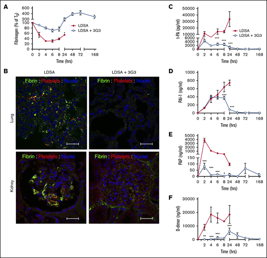 Pretreatment with 3G3 antibody prevented fibrinogen consumption, tissue fibrin deposition, and fibrinolysis activation following a lethal dose of heat-inactivated S aureus injection in baboons. (A) Time course changes of fibrinogen levels. (B) Double immunostaining for fibrin (green) and platelet marker CD41 (red) in the lung and kidney of baboons challenged with LDSA (left) or with anti FXI antibody treatment (LDSA + 3G3; right). Nuclear counterstaining is shown in blue. Confocal images were captured on a Nikon Eclipse TE2000-U inverted microscope equipped with a Nikon C1 scanning head. Images were acquired and processed using EZ-C1 software (v 3.80; Nikon, Melville NY). Scale bars, 100 µm. (C-F) Time course changes of plasma markers of fibrinolysis: t-PA (C), PAI-1 (D), plasmin-antiplasmin complexes (E), and D-dimer (F). *P < .05, **P < .01, ***P < .001.