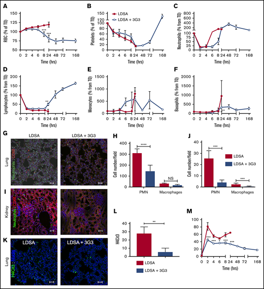 Effect of pretreatment with 3G3 antibody on blood cells, neutrophil activation, and tissue accumulation following a lethal dose of heat-inactivated S aureus injection in baboons. Time course changes of RBCs (A), platelets (B), neutrophils (C), lymphocytes (D), monocytes (E), and basophils (F) in baboons challenged with LDSA or with pretreatment with 3G3 (LDSA + 3G3). (G) Double immunofluorescence staining of elastase (neutrophils, green) and CD68 (monocytes/macrophages, red) in the lung (top) and kidney (bottom) of baboons challenged with S aureus, without (LDSA; left) or with pretreatment with 3G3 antibodies (LDSA + 3G3; right). Confocal images were captured on a Nikon Eclipse TE2000-U inverted microscope equipped with a Nikon C1 scanning head. Images were acquired and processed using EZ-C1 software (v 3.80; Nikon). Scale bars, 100 µm. (H-J) Quantitation of neutrophils and macrophages in 5 microscopic fields is shown (H, lung; J, kidney). (K) Immunostaining of H4cit3 (green) in the lung of baboons challenged with S aureus without (LDSA; left) or with 3G3 pretreatment (LDSA+3G3; right). (L) Quantitation of H4cit3+ cells in 5 microscopic fields. Images were acquired and processed as described previously. Scale bars, 100 µm. (M) Time course changes of MPO (marker of neutrophil degranulation) enzymatic activity in plasma. (A-F,M) Data are presented as mean ± SEM. Same time point data are compared between untreated and 3G3-pretreated animals using 2-tailed Student t test: *P < .05, **P < .01, **P < .001. (H,J) Data are presented as mean ± SEM. The groups are compared by 2-tailed Student t test: ***P < .001, ****P < .0001. H4cit3, citrullinated histone H4; NS, not significant.