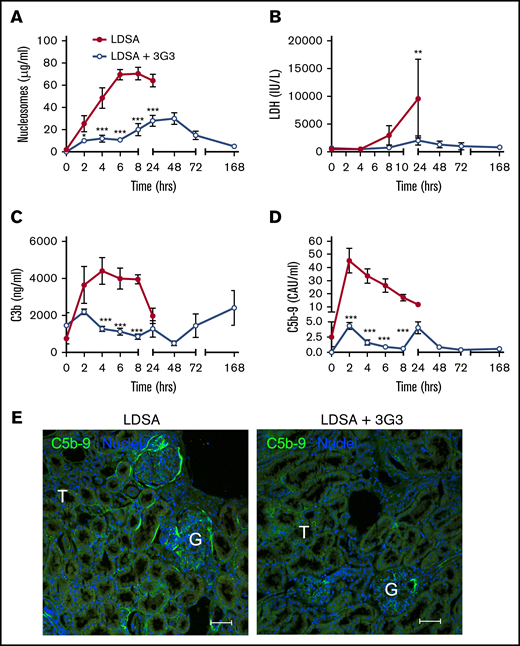 Pretreatment with 3G3 antibody prevented tissue damage and complement activation following a lethal dose of heat-inactivated S aureus injection in baboons. Time course changes of plasma levels of cell death markers, nucleosomes (A) and lactate dehydrogenase (B), and of complement activation markers C3b (C) and soluble C5b-9 (D). Data are presented as mean ± SEM. Same time point data are compared between untreated (LDSA) and 3G3-pretreated (LDSA + 3G3) animals using 2-tailed Student t test: *P < .05, **P < .01, ***P < .001. (E) Immunofluorescence staining of C5b-9 terminal complement complex (green) in the kidney of S aureus–challenged animals without (LDSA; left) or with 3G3 pretreatment (LDSA + 3G3; right). Note stronger C5b-9 staining in the T and G of nontreated vs treated baboons. Confocal images were captured on a Nikon Eclipse TE2000-U inverted microscope equipped with a Nikon C1 scanning head. Images were acquired and processed using EZ-C1 software (v 3.80; Nikon). Scale bars, 100 µm. G, glomeruli; T, tubule.