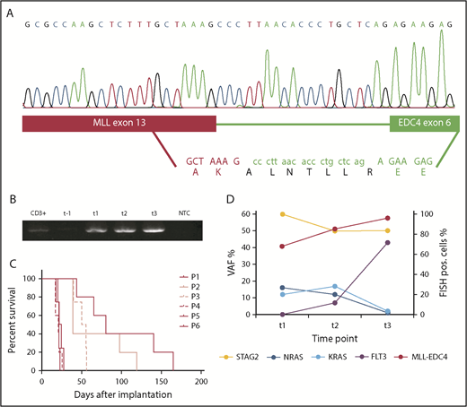 Figure 1. Identification of the MLL-EDC4 fusion and accompanying mutations. (A) In-frame fusion of MLL exon 13 (red bar) to EDC4 exon 6 (green bar) linked by 19 nucleotides from EDC4 intron 5, resulting in the predicted amino acid sequence ALNTLLR inserted between MLL p.K1565 and EDC4 p.E215. (B) Gel electrophoresis of the polymerase chain reaction on reverse-transcribed MLL-EDC4 mRNA at the indicated time points. (C) Patient-derived xenograft model of the MLL-EDC4+ AML. Survival of NOG mice after injection of primary patient blasts (P1) collected at t2 and after serial transplantation (P2-P6). (D) VAFs (derived from exome sequencing) of the mutations in STAG2 (NM_006603: c.463-1G>C), NRAS (p.G12C), KRAS (p.G13D), and FLT3 (p.D835V) at t1, t2, and t3, displaying the presence of the NRAS and KRAS mutations before the start of decitabine and the increase of the FLT3-mutated clone toward t3. FISH, fluorescence in situ hybridization; NTC, no template control; P, passage; pos., positive; VAF, variant allele frequency.