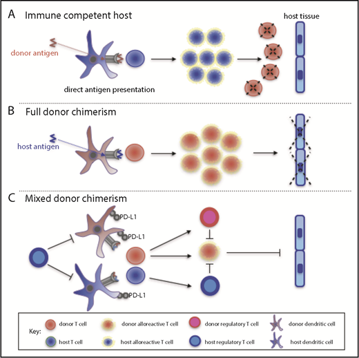 Figure 5. A model for the maintenance of MC following allo-HSCT. (A) In an immunocompetent host, donor cells are processed by host DC and presented to host T cells, which then eliminate residual donor cells. This scenario can occur following entry of fetal cells into the maternal circulation during pregnancy or during rejection of solid organ grafts. (B) In the setting of profound host immune suppression following allo-HSCT, all host T cells are eliminated by conditioning so that a host alloreactive response to donor cells is abrogated. Instead, donor T cells recognize host peptide/major histocompatibility complex complexes on DC; this alloreactive response leads to both GVHD and the graft-versus-leukemia effect. (C) MC may be established in the setting of moderate host immune suppression following allo-HSCT. Here, residual host Treg cells may limit the activation of DCs, which then fail to induce a cytotoxic allogeneic immune response by donor T cells. Propagation of the allogeneic immune response is inhibited further by the presence of donor Treg and donor DCs that are rendered tolerogenic.