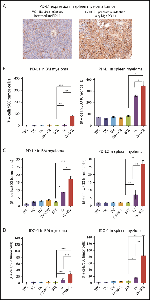 Figure 4. RV + BTZ combination therapy upregulates immune check point expression in MM tumor as early as 4 days posttreatment. (A) IHC staining images of spleen myeloma PD-L1 in mice. Note the rare expression of PD-L1 in the tumors of mice treated with the VC as compared with the strong expression of this checkpoint protein in the tumor after treatment with live virus and BTZ (magnification ×200 = ×10 and ×20; camera: Ventana Vias Zeiss Axio; acquisition software: Nuance; composite figure via Adobe Photoshop CS4). Bar plots representing quantified PD-L1 (B), PD-L2 (C), and IDO expression (D) in MM cells in BM and spleen. N = 3; ***P < .001, **P < .01, *P < .05, Conover’s test.