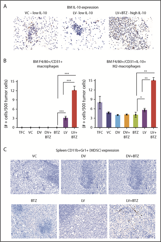 Figure 5. Dual treatment of RV + BTZ upregulates TME-associated M2 type macrophages in mouse BM. (A) Images depicting IHC staining for IL-10 in mouse BM. Note the low IL-10 expression in the mice treated with VC or LV alone compared with the strong expression of this cytokine in the BM after treatment with LV and BTZ (magnification ×200 = ×10 and ×20; camera: Ventana Vias Zeiss Axio; acquisition software: Nuance; composite figure via Adobe Photoshop CS4). (B) Bar plots representing quantified BM F4/80+/CD31+ macrophages (left) and IL-10–secreting M2 macrophages (right). N = 3; ***P < .001, **P < .01, *P < .05, Conover’s test. (C) Images depicting CD11b+Gr1+ (classic markers of MDSC) staining in mouse spleen TME (magnification ×200 = ×10 and ×20). At early stages (day 4) posttreatment, there is no difference in CD11b+Gr1+ MDSCs between vehicle control and the treated samples.