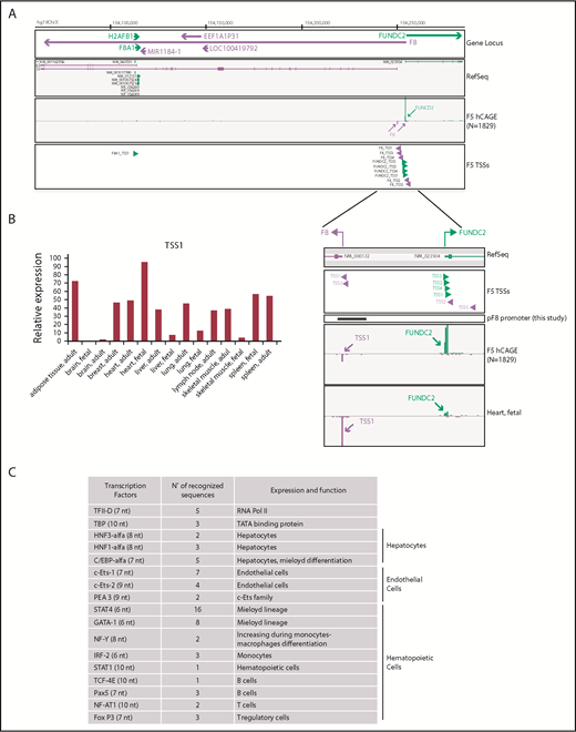 Figure 1. Identification of putative and alternative TSSs in human F8 gene. (A) Zenbu Genome Browser view of human F8 gene locus. Genomic coordinates in hg19 chromosome X are shown on top. Genes and transcripts are color-coded according to their orientation in the genome (positive strand, green; negative strand, purple). A track with annotated reference sequence for each gene at this locus is included (RefSeq). Expression across the whole collection of FANTOM5 human libraries is shown (F5 human Cap Analysis of Gene Expression, N = 1829). Green and purple arrowheads indicated transcription initiation in sense and antisense orientation, respectively. (B) TSS1-driven expression of F8 in human tissues (fetal, adult) measured by F5 Cap Analysis of Gene Expression analysis. (C) In silico analysis of pF8 sequence predicts the presence of several TFBS belonging to TFs expressed in hepatocytes and hematopoietic and endothelial cells. In parentheses are the numbers of nucleotides (nt) recognized.
