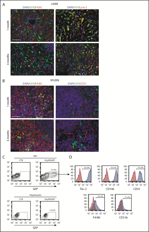 Figure 2. pF8 differentially drives GFP expression in liver and spleen. Representative immunofluorescence analysis of mouse liver (A) and spleen (B) of C57BL/6 HA, 1 and 6 months after LV.pF8.GFP injection. Scale bars, 50 μm. (C) Flow cytometry analysis showing GFP expression pattern in liver NPCs and hepatocytes isolated from C57BL/6 mice 1 month after LV.pF8.GFP delivery. (D) Evaluation of LSEC markers Tie-2, CD146, and CD-31 on GFP+ cells of the NPC fraction.