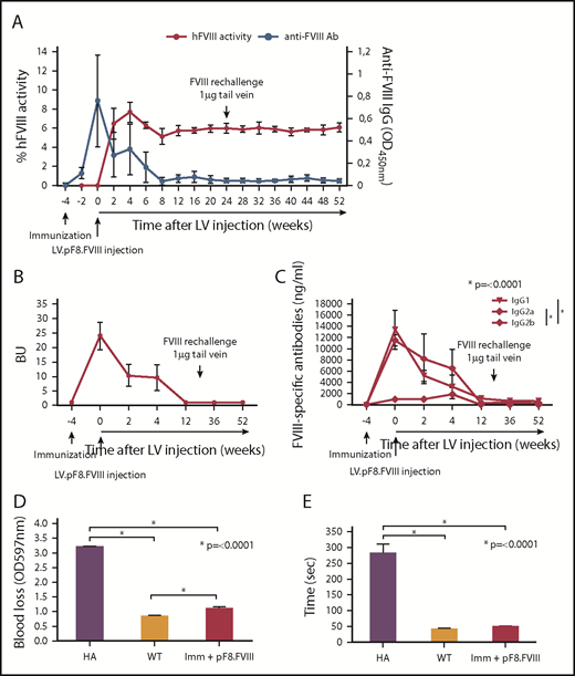 Figure 4. hFVIII activity after LV.pF8.FVIII delivery in HA mice previously immunized with hFVIII. (A) Graphic representation of hFVIII activity (red line) and anti-FVIII antibody (Ab) titer (blue line) trend of C57BL/6 HA injected with LV.pF8.FVIII after immunization (n = 4). (B) Bethesda assay showing formation of high titer inhibitors (≥20 BU) in all immunized mice. (C) Graph showing quantification of anti-FVIII isotypes IgG1, IgG2a, and IgG2b in plasma of FVIII-immunized and subsequently injected with LV.pF8.FVIII. High titer of IgG1 and IgG2a were predominantly detectable in all mice. Bleeding assay (D) and bleeding time (E) showing a significant phenotypic correction of HA treated mice. *P ≤ .0001.