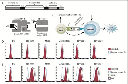 Figure 1. Design and binding specificity of the CD1d-CD19 fusion protein. (A) Schematic depicting the genetic fusion of human β2m with the sCD1d and the single chain of the human anti-CD19 antibody (CD19 scFV). DNA fragments were produced by polymerase chain reaction, including sequences for flexible glycine-serine rich linker (G10S3). A 6-histidine tag was added at the C terminus for Ni-NTA purification. (B) Illustration of the antigen-loaded fusion protein. (C) Depiction of how the CD1d-CD19 fusion “links” iNKT cells to tumor cells in a CD19-specific, yet CD1d-independent, manner (right). Once loaded with agonistic iNKT-directed lipids such as αGC, it is anticipated that the fusion will engage the iNKT TCR, induce iNKT activation, and promote lysis of CD19+CD1d− tumor cells (see visual abstract). (D) CD1d expression on the cell lines used in this study, as determined by staining target cells with a phycoerythrin-labeled isotype, control and anti-CD1d antibody. (E) Binding of the CD1d-CD19 fusion protein to CD1d− cell lines used in this study and detection of the fusion by a phycoerythrin-labeled anti-CD1d antibody. Data from >4 independent experiments are shown. Ab, antibody.