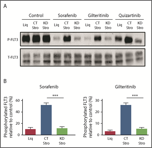 Figure 2. CYP3A4 in BMSCs blocked the inhibitory activity of FLT3 TKIs in FLT3/ITD AML in the absence of AML–stromal cellular contact. (A) Expression of phosphorylated FLT3 (P-FLT3) and total FLT3 (T-FLT3) in Molm14 cells by western blotting after 1 hour of incubation with 3 different FLT3 TKIs (20 nM sorafenib, 20 nM gilteritinib, and 3.5 nM quizartinib) that had been incubated with or without bone marrow stroma for 72 hours. The left 3 control lanes are conditioned media without TKIs (just DMSO). (B) Quantification of phosphorylated FLT3 in Molm14 cells. Data are the mean ± SEM of 4 (sorafenib) and 5 (gilteritinib) independent experiments. Quantification of phosphorylated FLT3 with quizartinib treatment is not presented because the experiment was performed once. ***P < .001. CT Stro, control F/STRO; KD Stro, shRNA CYP3A4 knockdown F/STRO; Liq, no F/STRO.