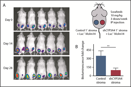 Figure 3. Knockdown of CYP3A4 in BMSCs reduced the stromal-mediated FLT3 TKI resistance of FLT3/ITD AML in the mouse xenograft model. (A) The right panel depicts the mouse xenograft model. Tumors on the left flanks were composed of luciferase-positive (Luc+) Molm14 cells and control human primary BMSCs (Control 1° stroma); tumors on the right flanks were composed of Luc+ Molm14 cells and human primary BMSCs with shRNA knockdown of CYP3A4 (shCYP3A4 1° stroma). Mice with xenograft tumors were treated with 10 mg/kg sorafenib 3 times per week for 4 weeks. The left panel shows the bioluminescent images representing tumor burden of 5 representative xenograft mice on day 0, day 14, and day 28 after the treatment started. (B) Fold change in the bioluminescent intensity of xenograft tumors with control or shCYP3A4 1° stroma on day 28 relative to day 0 during sorafenib treatment. Data represent the mean ± SEM of 10 independent xenografts. **P < .01. IP, intraperitoneal.