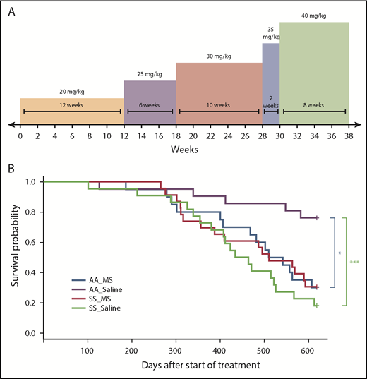 Figure 1. Treatment schedule and survival times in control and sickle mice treated with morphine and saline. (A) Schedule of morphine treatments. (B) Survival of control and sickle mice treated with morphine and saline. Survival was estimated using a Kaplan-Meier curve; the log-rank test was used to compare groups. Control morphine-treated, AA_MS, n = 23; control saline-treated, AA_Saline, n = 21; sickle morphine-treated, SS_MS, n = 22; sickle saline-treated, SS_Saline, n = 20; log-rank test with Sidak correction, *P < .05, ***P < .001 compared with AA_Saline.