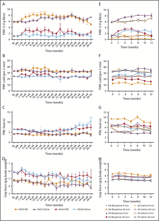 Figure 2. Influence on chronic morphine on pain. (A-D) Evaluation of morphine-induced mechanical, thermal, and musculoskeletal/deep hyperalgesia via preinjection measurement of pain over 38 weeks. (A) PWF in response to 1.0-g von Frey filaments preinjection of saline or morphine in control and sickle mice. (B) PWF in response to 4°C cold for 2 minutes prior to injection of saline or morphine in control and sickle mice. (C) PWL in response to heat stimulus preinjection of saline or morphine in control and sickle mice. (D) Grip force preinjection of saline or morphine in control and sickle mice. (E-H) Assessment of pain responsiveness to chronic morphine treatment over 12 weeks at a dose of 20 mg/kg. (E) PWF in response to 1.0-g von Frey filaments pre- and postinjection of saline or morphine in control and sickle mice. (F) PWF in response to 4°C cold for 2 minutes pre- and postinjection of saline or morphine in control and sickle mice. (G) PWL in response to heat stimulus pre- and postinjection of saline or morphine in control and sickle mice. (H) Grip force pre- and postinjection of saline or morphine in control and sickle mice. Female HbSS-BERK and HbAA-BERK mice between 5 and 6 months old at the beginning of the survival study. ANOVA 2-way analysis with Bonferroni correction, *P < .05, **P < .01, ***P < .001, ****P < .0001, panels A-D: significance compared with baseline (BL).