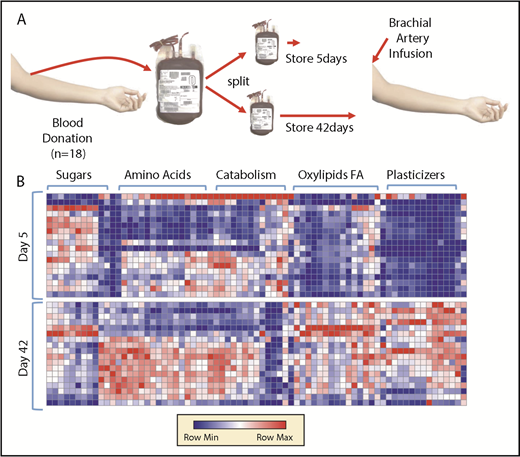 Figure 1. Metabolomics analysis of blood components post-storage and autologous transfusion. (A) Overview of the experimental design. Briefly, 18 healthy volunteers donated a unit of blood. Packed RBCs were thus split and stored for 5 and 42 days, respectively, prior to autologous reinfusion via brachial artery. (B) A heat map summarizing the main metabolic changes in the supernatants of units stored for 5 (top) and 42 days (bottom). Color codes indicate row minimum (min; blue) to maximum (max; red) upon z-score normalization across values measured in all samples. FA, fatty acids.