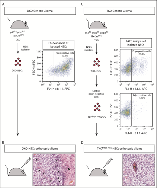 Figure 2. Establishment of an orthotopic glioma model to study PDPN contribution to platelet aggregation. (A) Schematic representation of the genetic and the NSC-derived DKO orthotopic glioma models. NSCs were isolated DKO mice and analyzed by FACS for PDPN expression. (B) Histopathological features of a glioblastoma developed in a mouse with orthotopic transplantation of DKO-NSCs. Arrows indicate areas of microvascular proliferation; arrowheads indicate pseudopalisades. Scale bar, 50 µm. Section was stained with H&E. (C) Schematic representation of the genetic and the NSC-derived TKO orthotopic glioma models. NSCs were isolated from TKO mice and analyzed by FACS for PDPN expression. A FACS-sorted pure population of PDPN− NSCs (TKOPdpn neg-NSC) was isolated from TKO-NSC bulk cells. (D) Histopathological features of a glioblastoma developed in a mouse with orthotopic transplantation of TKOPdpn neg-NSCs. Scale bar, 50 µm. Section was stained with H&E.