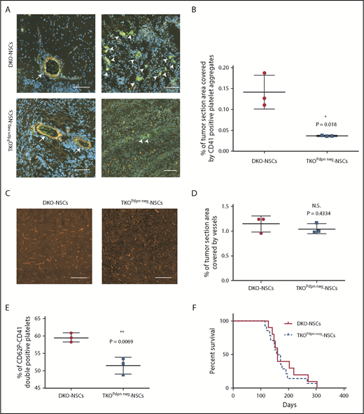 Figure 4. PDPN deletion in glioma cells causes reduction of intratumoral platelet aggregates. (A) Immunofluorescence staining of CD41 (green) and CD31 (red) of DKO-NSC and TKOPdpn neg-NSC orthotopic tumors. Cellular nuclei are stained with DAPI and pseudocolored in blue. Scale bars, 100 µm. Arrows indicate vessels with CD41+ platelets inside the lumen (left); arrowheads indicate CD41+ platelet aggregates within tumor microenvironment (right). (B) Quantification of the tumor area covered by CD41staining. Mean ± standard deviation shown. n = 3; statistical analysis: Student t test. (C) Representative images of DKO-NSC and TKOPdpn neg-NSC orthotopic tumors stained for CD31 (red). Scale bars, 200 µm. (D) Quantification of tumor area covered by CD31+ vessels. Mean ± standard deviation shown. n = 3; statistical analysis: Student t test. (E) In vitro platelet activation measured as CD41-CD62P++ platelets incubated with tumor cells isolated from either DKO-NSC or TKOPdpn neg-NSC orthotopic gliomas. Mean ± standard deviation shown. n = 3; statistical analysis: Student t test. (F) Kaplan-Meier survival curve of mice transplanted with either DKO-NSC or TKOPdpn neg-NSC cells. Statistical analysis: Mantel-Cox test, P = .542. *P < .05; **P < .01. N.S., not significant.