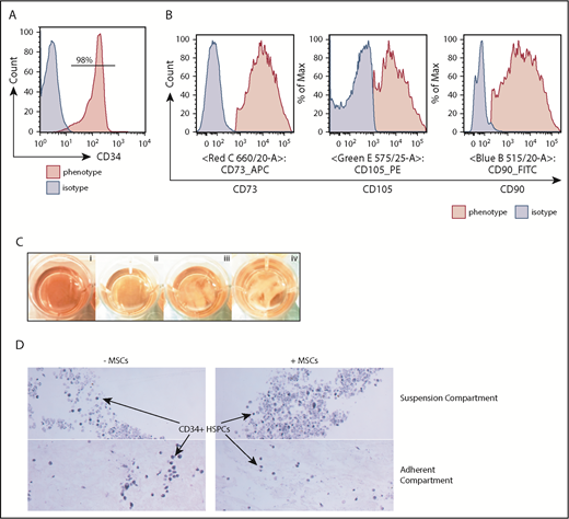 Figure 1. Characterization of the hematopoietic niche components. (A) All UCB units were enriched for CD34+ cells for this study with >90% purity. (B) Enriched BM MSCs were CD73+CD105+CD90+. (C) UCB CD34+ cells were cultured in suspension (i; control), BM MSC monolayer (ii), DWJM (iii), and DWJM preseeded with BM MSCs (iv). (D) Histology hematoxylin and eosin–stained sections of the 2 compartments (Suspension vs Adherent) of 3D DWJM-based culture systems (original magnification ×20). Hematopoietic cells were identified in DWJM (left) and DWJM preseeded with BM MSCs (right), respectively, after 7-day culture in StemSpan with stem cell-supporting cytokines.