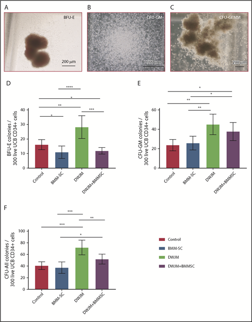Figure 3. DWJM enhances colony-formation capability of CD34+ cells. (A-C) Formation of BFU-E (A), CFU-GM (B), and CFU–granulocyte, erythroid, macrophage, megakaryocyte (CFU-GEMM) (C) from CD34+ cells after 14-day culture. (D-F) Numbers of BFU-E (D), CFU-GM (E), and total colonies (F) per 100 seeded live cells on 4 culture conditions, control, MSCs, DWJM, and DWJM/MSCs. (G-I) numbers of BFU-E, CFU-GM, and total CFU, respectively, derived from 300 live CD34+ cells. Six wells were calculated from 3 independent studies (n = 3). Two-tailed Student t tests were used to analyze significance between groups. Data are expressed as mean ± SEM. *P ≤ .05, **P ≤ .01, ***P ≤ .001, ****P ≤ .0001.