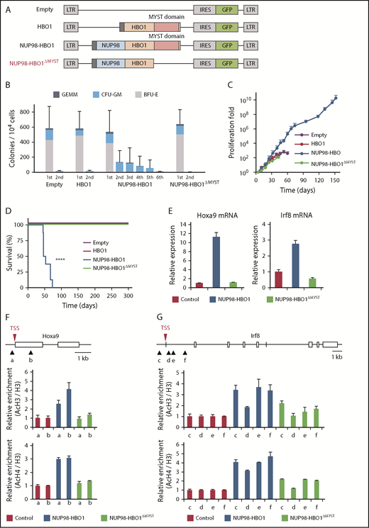 Figure 6. Critical role of the MYST domain in NUP98-HBO1–driven leukemogenesis in vitro and CMML development in vivo. (A) Schematic of the retrovirus vectors. (B) CFU serial replating assay using CB CD34+ cells transduced with the indicated vectors. Data are presented as mean ± SD from triplicates. (C) Cell proliferation in the liquid culture of the CB CD34+ cells transduced with the indicated vectors. Data are presented as mean ± SD from triplicates. (D) Survival of empty-control (n = 8), HBO1 (n = 6), NUP98-HBO1 (n = 8), and NUP98-HBO1ΔMYST–BMT mice (n = 4). (E) Hoxa9 mRNA and Irf8 mRNA expression in murine BM HSC/Ps transduced with the indicated vectors. Data are presented as mean ± SD from triplicates. (F-G) Acetylation levels of H3 and H4 at the indicated locus of the Hoxa9 (F) and Irf8 gene (G). ChIP-qPCR was performed using BM HSC/Ps transduced with the indicated vectors. In the schematic of HOXA9 promoter region, arrowheads (a to f) indicate the location of the primers. AcH3, acetyl-histone 3; AcH4, acetyl-histone 4; BFU-E, burst forming unit-erythroid; CFU-GM, colony-forming unit granulocyte/monocyte; GEMM, colony-forming unit–granulocyte, erythrocyte, macrophage, megakaryocyte.