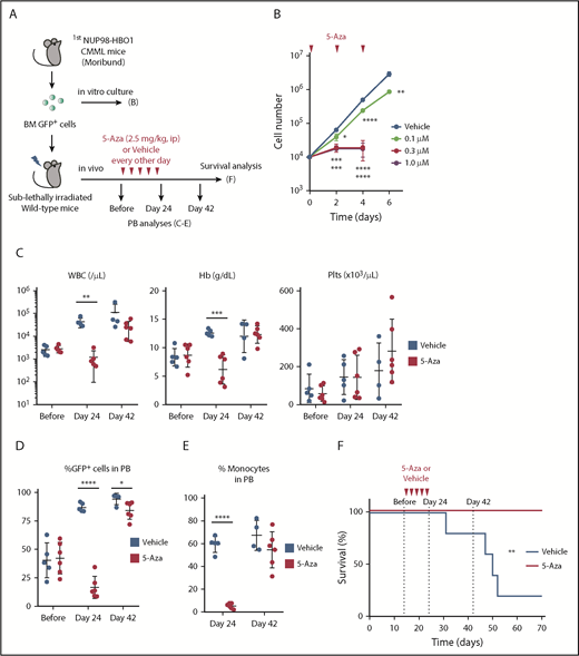 Figure 7. Efficacy of the current therapeutic option in the NUP98-HBO1–derived CMML model. (A) Schematic of in vitro and in vivo treatment. (B) Cell proliferation in the liquid culture of the NUP98-HBO1–transduced murine BM cells. 5-Aza was added every other day to maintain the indicated concentration. Data are presented as mean ± SD from triplicates. (C-D) WBC counts, Hb, and Plts counts in PB (C) and PB chimerism (D) of the NUP98-HBO1 BMT mice with or without 5-Aza treatment (Vehicle, n = 5; 5-Aza, n = 6). Data are presented as mean ± SD. (E) Percentage of monocytes (CD11b+ CD115+) in PB from the NUP98-HBO1 BMT mice with or without 5-Aza treatment (Vehicle, n = 5; 5-Aza, n = 6). Data are presented as mean ± SD. (F) Survival of NUP98-HBO1 BMT mice with or without 5-Aza treatment (Vehicle, n = 5; 5-Aza, n = 6). *P < .05, **P < .01, ***P < .001, ****P < .0001. ip, intraperitoneally.