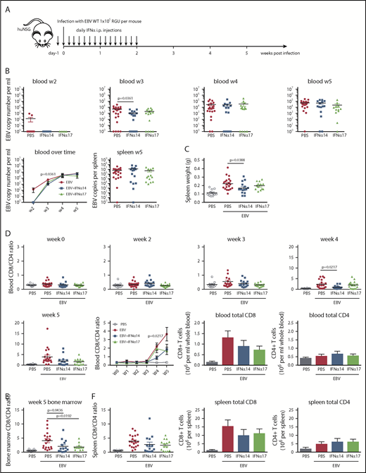 Figure 5. Type I IFN injection transiently controls viral loads and attenuates CD8+ T-cell expansion after EBV infection in huNSG mice. (A) huNSG mice were treated with either PBS, IFN-α14, or IFN-α17 for 15 consecutive days, starting 1 day before infection with 1 × 105 RGU EBV (schematic depiction). (B) Viral DNA loads were determined by quantitative polymerase chain reaction in the blood over time and in the spleen at week 5. (C) Spleen weight was measured upon euthanization at week 5. (D) The ratio of CD8/CD4 T cells in the blood of huNSG mice was determined by using flow cytometry and monitored over time. Total CD8 and CD4 T-cell counts were determined at week 5. In the summary graphs over time (B,D), data are presented as the mean ± standard error of the mean (SEM). (E) The ratio of CD8/CD4 bone marrow T cells was determined by using flow cytometry. (F) The ratio of CD8/CD4 splenic T cells and total CD8 and CD4 T-cell numbers per spleen was determined by using flow cytometry at week 5. Data were pooled from 5 independent experiments (PBS, n = 20; IFN-α14, n = 15; IFN-α17, n = 15), and unpaired Student t tests were used.